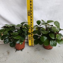 110#单头多叉菩提，30装35装广州基地直销