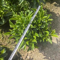 非洲茉莉，灰莉市政袋苗大量现货供应40-200厘米