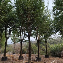 宫粉紫荆袋苗各种规格移植苗3-20公分