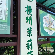 直销茉莉花干横县源头工厂诊所药店中药材批发