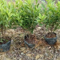 毛杜鹃七斤袋25~30高度，苗基地多种规格大量低价出售