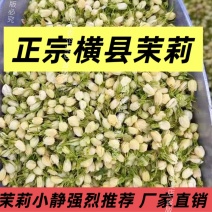 正宗横县茉莉花干原产地直销**诊所药店批发价