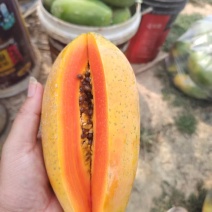 红心木瓜