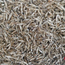 炸白条/白条鱼干/白肖鱼/源头厂家/量大从优