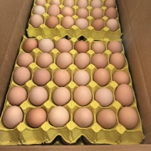精品鸡蛋品牌洋鸡蛋虫草蛋基地直发一手货源量大质优价格实惠