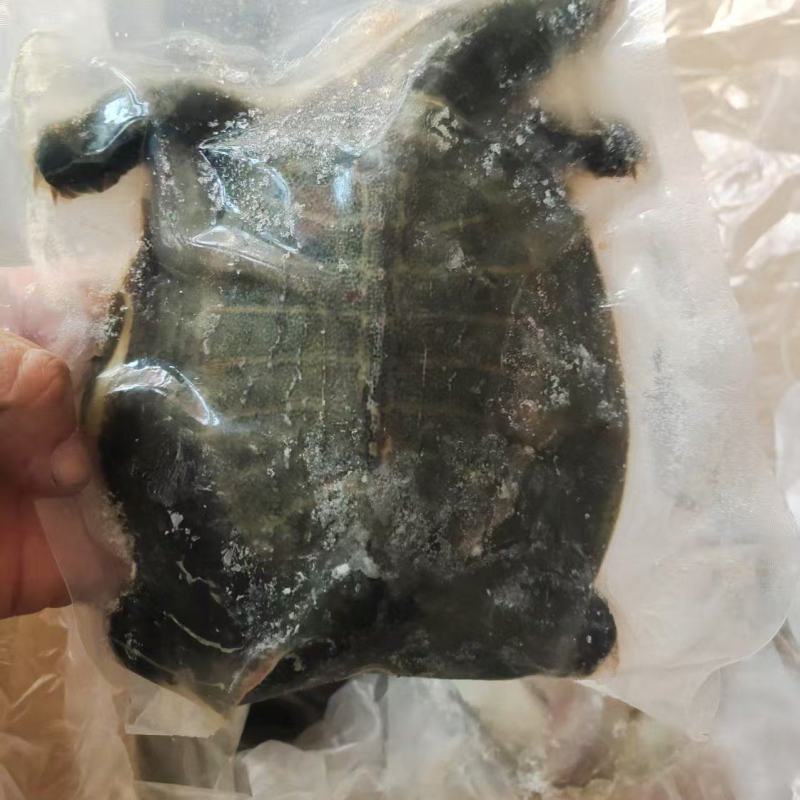 山东临沂罗庄区鳖 12.99元/斤甲鱼