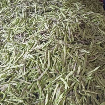 万亩紫花油豆大量有货