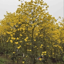黄花风铃木