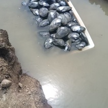 河蚌10000斤起