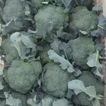 河南西兰花，炎秀西兰花，小米粒，视频看货。线上保障交易