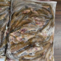 钢鳅鱼，红尾巴鱼