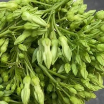 精品夜香花货源充足量大从优价格实惠欢迎咨询