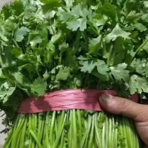 【推荐】大叶香菜产地直发量大从优欢迎来电