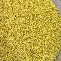 黄金蕊（金花蕊）