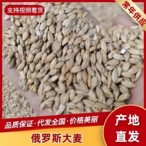 俄罗斯大麦品质保证可视频看货量大从优欢迎老板咨询