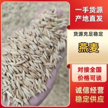 优质推荐燕麦大量上市一手货源可视频看货欢迎咨询