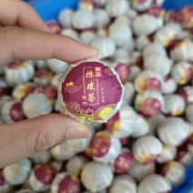 柑普茶小青柑普洱茶新会小青柑陈皮普洱茶