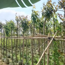 大叶紫薇4-5公分价格实惠电话联系诚信经营