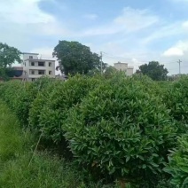 非洲茉莉球规格齐全电话联系价格实惠量大
