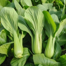 盛夏青梗菜种子耐湿耐热小油菜上海青种子农家小白菜青菜蔬菜