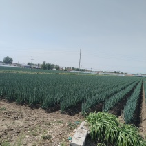 优质大葱大量上市