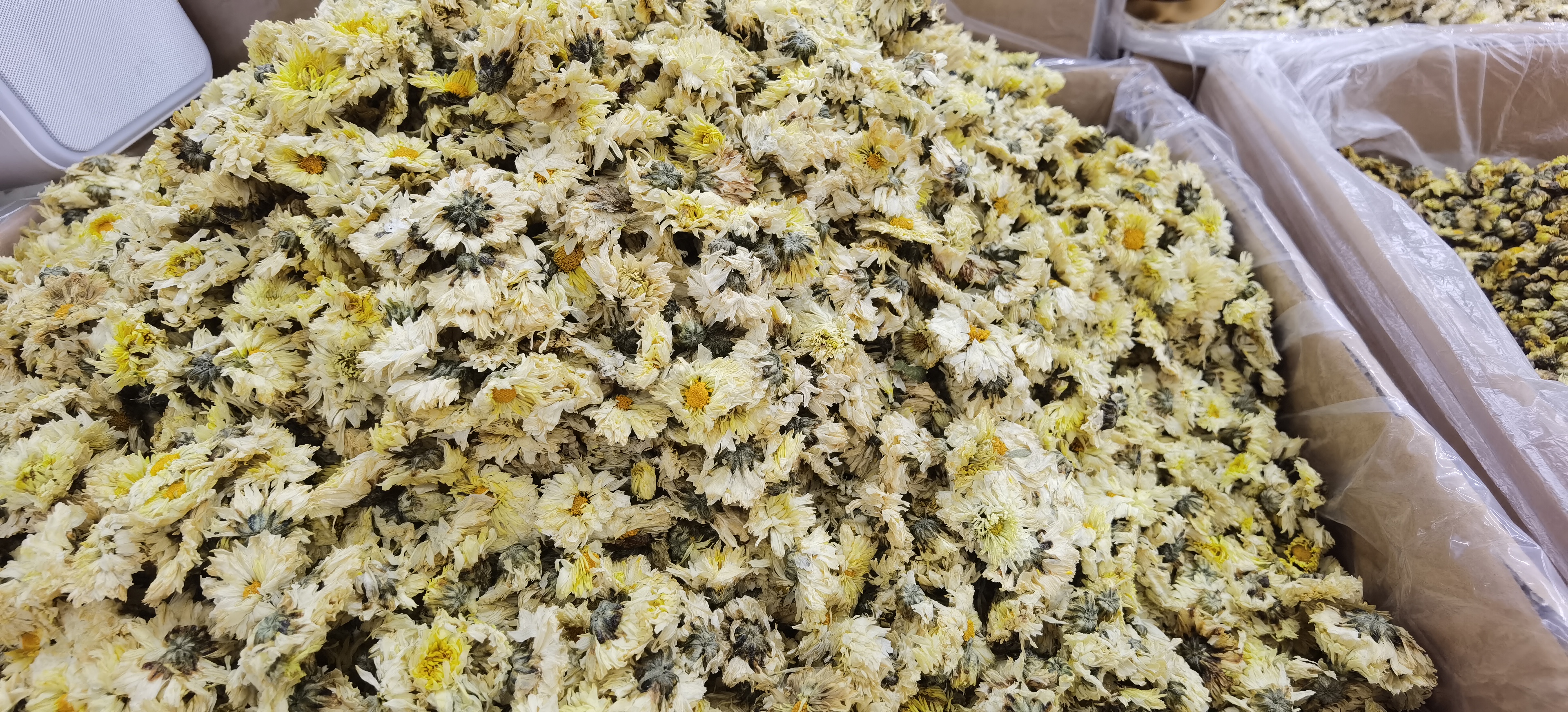 杭白菊储存对比图