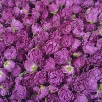 玫瑰花茶，重瓣红玫瑰玫瑰花蕾