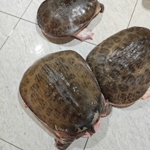 珍珠鳖大甲鱼外塘水库批发地摊超大特大号水鱼