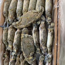 冷冻阿曼梭子蟹兰花蟹海蟹海鲜水产批发16斤