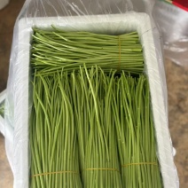 云南精品芦蒿、黎蒿，泥蒿