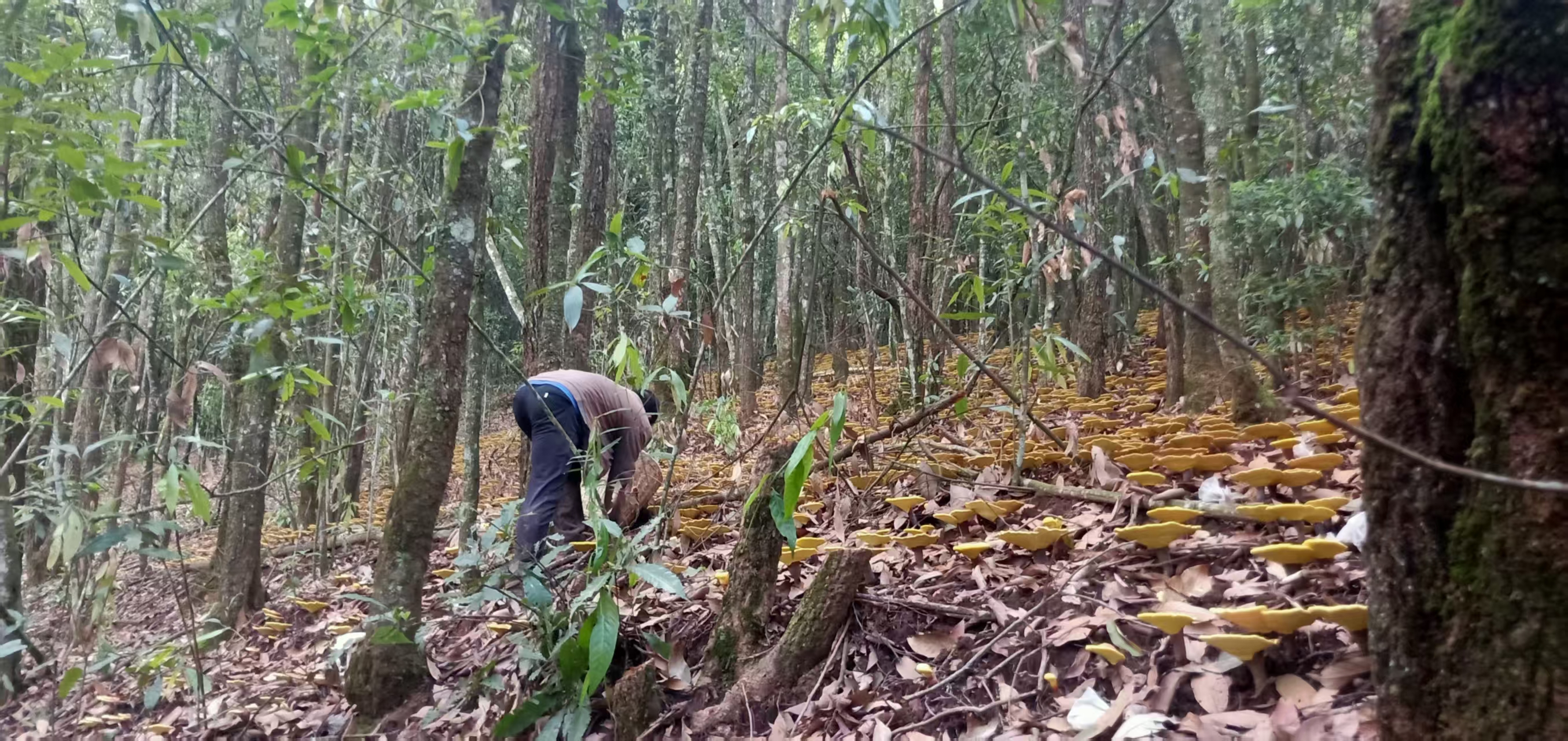 竹赤灵芝采摘现场图片
