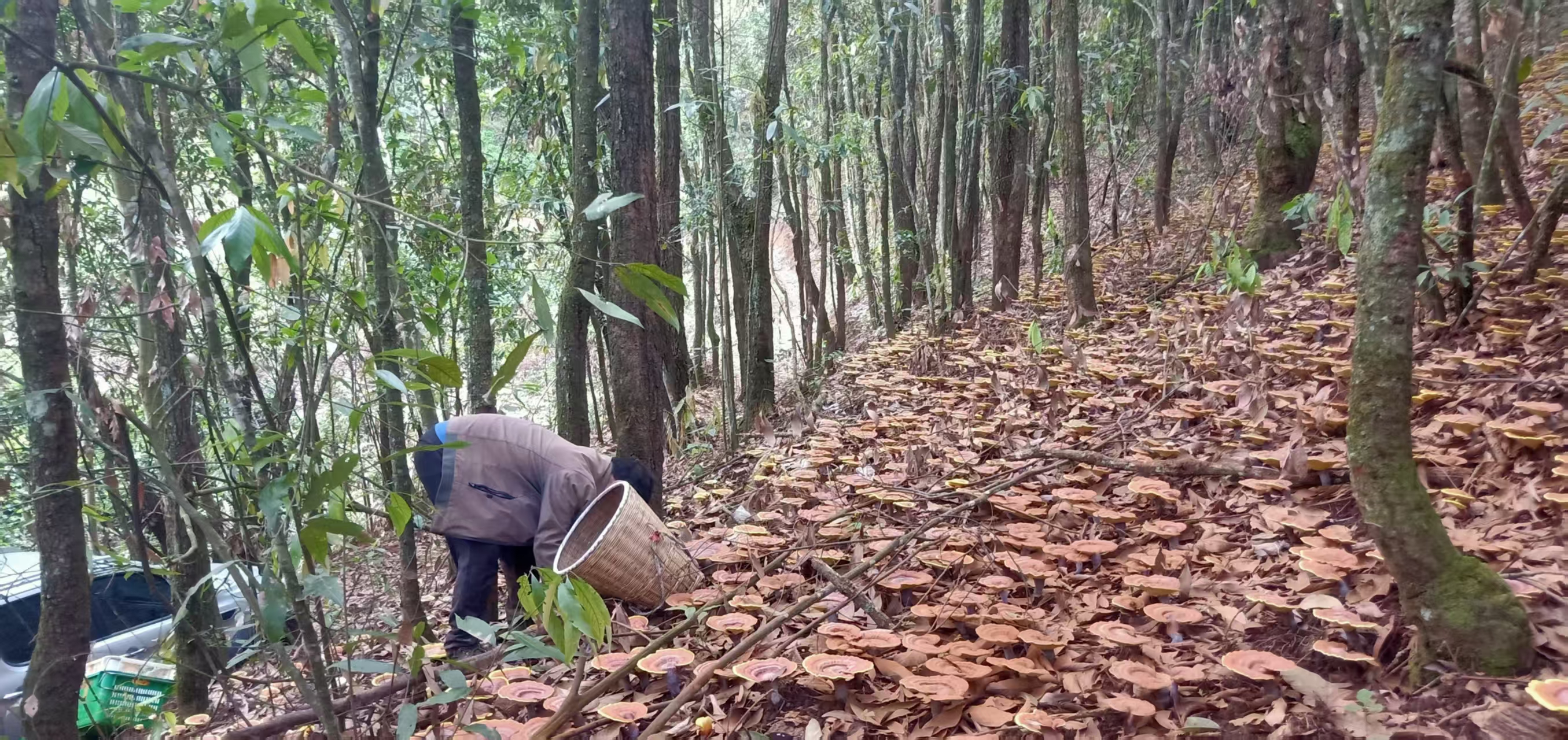野生松山灵芝采摘过程
