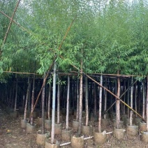 垂柳基地直发各种规格欢迎合作老板前来选购洽谈