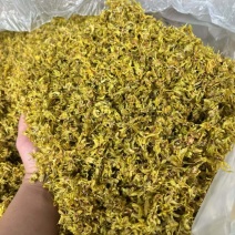 云南（西双版纳基地发货）高山铁皮石斛干花