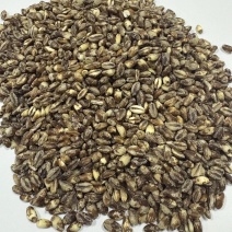 黑麦仁，黑小麦仁，彩色小麦仁，大量现货