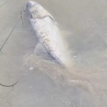 湖北鲢鱼