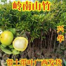 山竹苗黄金山竹苗岭南山竹树苗好种易活带土