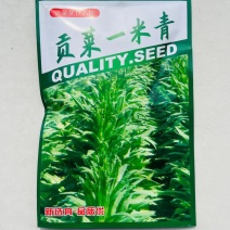贡菜一米青贡菜专用种子优选提纯高产抗旱抗病品相好
