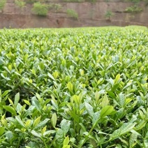 铁观音中端口粮茶