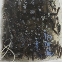 鲫鱼