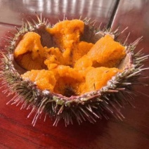 马粪海胆，价格优势