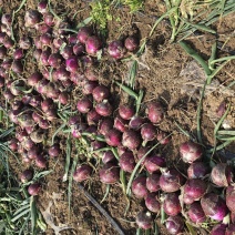 甘肃洋葱，兰州新区景泰洋葱基地，10万亩洋葱种植面积产区