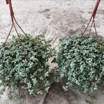 广州基地供应花卉盆栽150吊盆BB草
