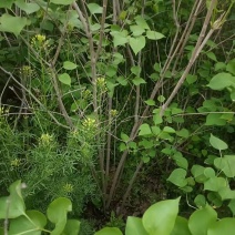 批发丁香花大叶丁香丛生丁香紫丁香独杆丁香树