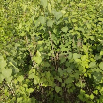批发定香花，定香工程苗，紫丁香，大叶丁香，小叶丁香