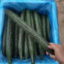 【推荐】夏邑密刺黄瓜，质量保障产地一手货源发全国！