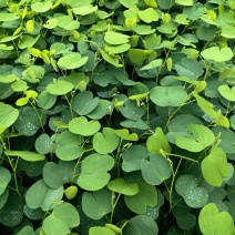 宫粉紫荆绿化苗木宫粉紫荆基地直供量大优惠