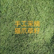 猫爪草籽子纯手工采摘