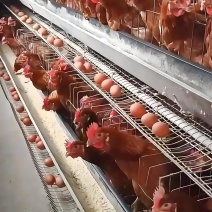 蛋鸡蛋鸭鹌鹑鸽子补钙贝壳粉