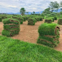 马尼拉草坪马尼拉草皮大量供应产地直发一手货源代发全国
